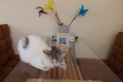 店内の猫